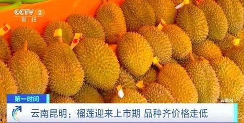 榴莲加工爆料怎么做视频,视频带你探秘美味背后的制作过程 第2张 榴莲加工爆料怎么做视频,视频带你探秘美味背后的制作过程 第2张